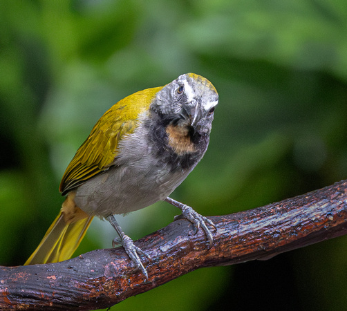 7 Buff-throated Saltator