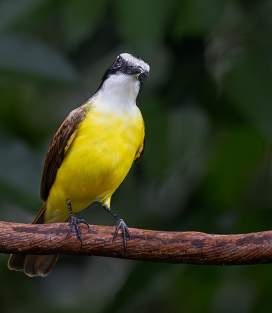 14 Great Kiskadee