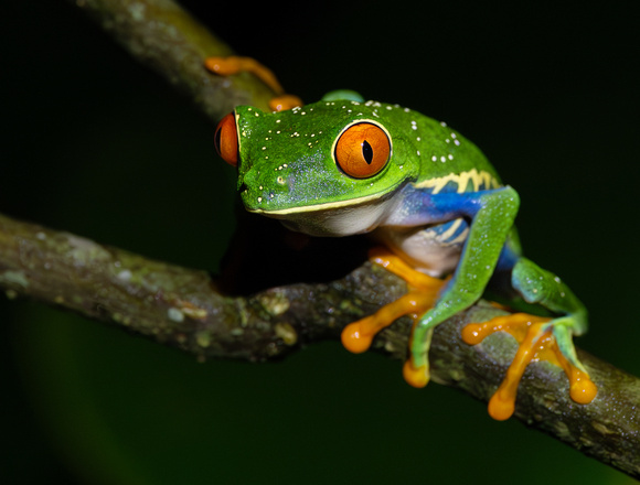 17 Red Eyed Tree Frog-1
