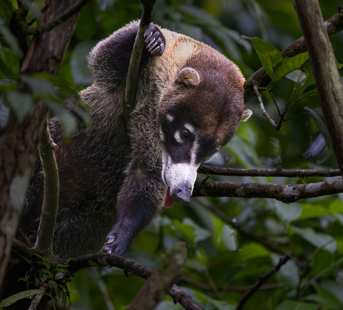 12 White-nosed Coati