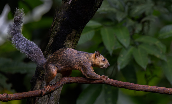 15 Variegated Squirrel.