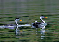 Grebe Pair with Chicks 4056