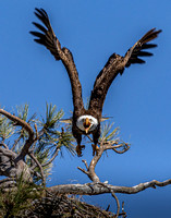 Angry Eagle 0534-2