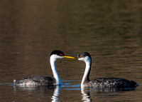2229 Grebes Courting