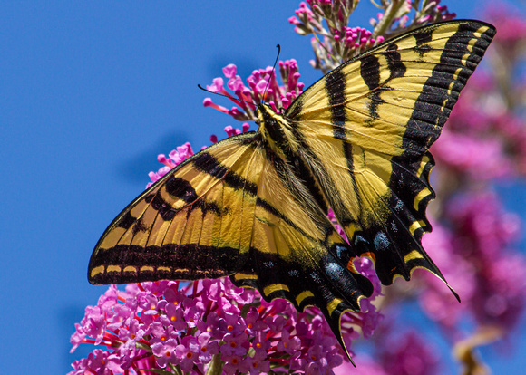 2988 Swallowtail Butterfly