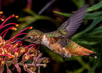 3244 Allen's Hummingbird