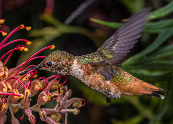 3244 Allen's Hummingbird