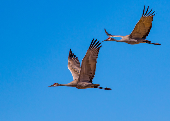 3473 Sandhill Cranes in Flight-Lands