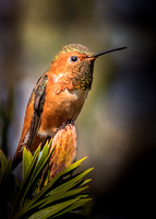 0640 Allen's Hummingbird