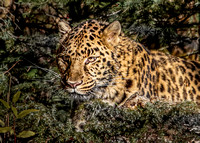 1355 Amur Leopard In Bush