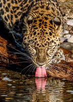 1521 Amur Leopard Drinking