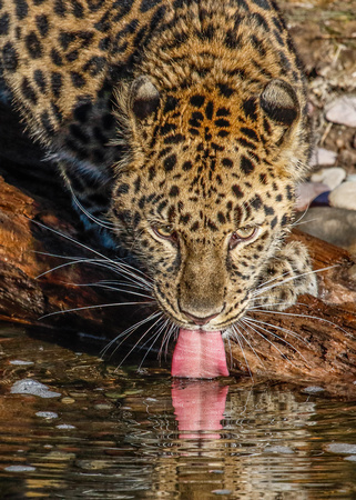 1521 Amur Leopard Drinking