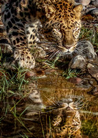 1591 Amur Leopard Reflection Port
