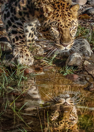 1591 Amur Leopard Reflection Port