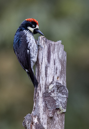 Acorn Woodpecker 6575