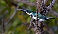 Female Amazon Kingfisher 3877