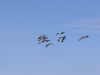 18- 0383 The Pelican Squad in Formation