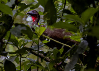 Crested Guan 0753