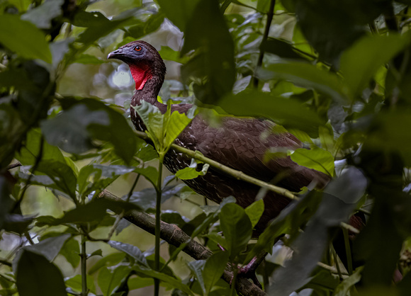 Crested Guan 0753